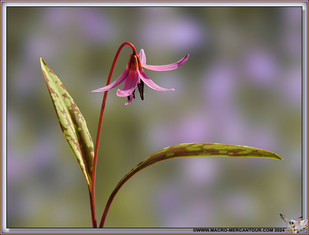 Erythrone dent de chien